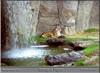 Bengal Tiger (Panthera tigris tigris) at Montgomery Zoo