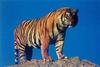 Bengal Tiger (Panthera tigris tigris) on rock
