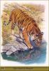 [Animal Art] Bengal Tiger (Panthera tigris tigris) lapping water