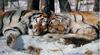 Siberian Tiger (Panthera tigris altaica) head to head sleeping in snow forest