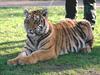 Siberian Tiger (Panthera tigris altaica)