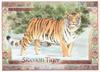 [Animal Art] Siberian Tiger (Panthera tigris altaica) by Parker Fulton
