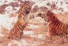 Siberian Tiger (Panthera tigris altaica) fighting tigers