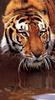 Siberian Tiger (Panthera tigris altaica) drinking water
