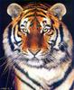 Siberian Tiger (Panthera tigris altaica) head