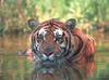 Bengal Tiger (Panthera tigris tigris) face, in water