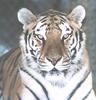 Siberian Tiger (Panthera tigris altaica) face