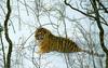 Siberian Tiger (Panthera tigris altaica) in snow