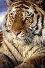 Siberian Tiger (Panthera tigris altaica) face