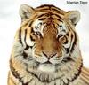 Siberian Tiger (Panthera tigris altaica) head