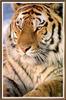 Siberian Tiger (Panthera tigris altaica) head