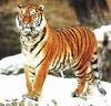 Siberian Tiger (Panthera tigris altaica)standing on snow
