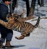 Siberian Tiger (Panthera tigris altaica) cub and researcher