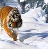 Siberian Tiger (Panthera tigris altaica) pacing on snow