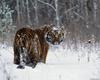 Siberian Tiger (Panthera tigris altaica) in snow