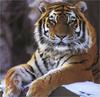 Siberian Tiger (Panthera tigris altaica) portrait