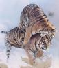 Siberian Tiger (Panthera tigris altaica) resting tigers in snow