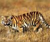 Siberian Tiger (Panthera tigris altaica) juvenile