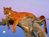 Cougar (Puma concolor) resting on tree