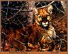 [Animal Art] Cougar (Puma concolor): 'Pensive Puma' by Lee Cable