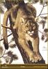 [Animal Art] Cougar (Puma concolor) by Carl Brenders