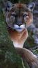 Cougar (Puma concolor) portrait