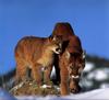 Cougar (Puma concolor) mother and juvenile