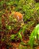Cougar (Puma concolor) pacing in bush