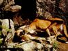 Cougar (Puma concolor) pair of cougars