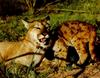 Cougar (Puma concolor) mother and cub