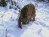 Cougar (Puma concolor) pacing on snow