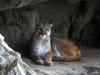 Cougar (Puma concolor) sitting on rock