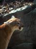 Cougar (Puma concolor) head