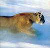 Cougar (Puma concolor) hunting run on snow