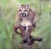 Cougar (Puma concolor) pacing portrait