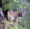 Cougar (Puma concolor) looking back on cliff