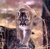 Cougar (Puma concolor) pacing on log