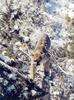 Cougar (Puma concolor) pacing on snow