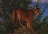 Cougar (Puma concolor) on rock