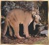 Cougar (Puma concolor) mother carrying kit in mouth