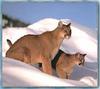 Cougar (Puma concolor) mother and cub