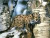 Cougar (Puma concolor) young cub