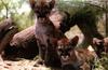 Cougar (Puma concolor) two kits