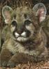 Cougar (Puma concolor) kit's face