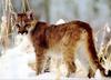 Cougar (Puma concolor) juvenile on snow