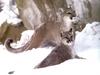 Cougar (Puma concolor) mother and juvenile on snow