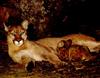 Cougar (Puma concolor) mother and nursing kit