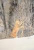 Cougar (Puma concolor) wrestling with tree