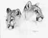 [Animal Art] Cougar (Puma concolor) heads