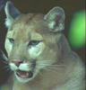 Cougar (Puma concolor) head